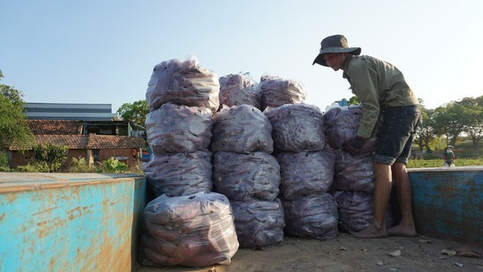 Lập chiến dịch giải cứu khoai lang giúp nông dân Gia Lai - Ảnh 3.