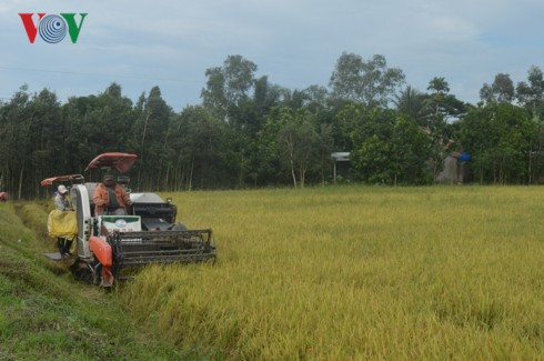 Lo doanh nghiệp bỏ tiền cọc, không thu mua lúa vì giá quá thấp - Ảnh 2.