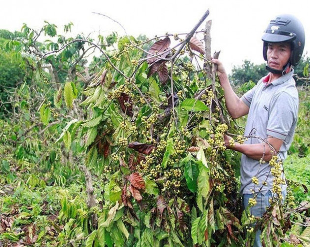 Lỗ hàng trăm tỉ, ông lớn cà phê muốn giải thể 6 công ty con