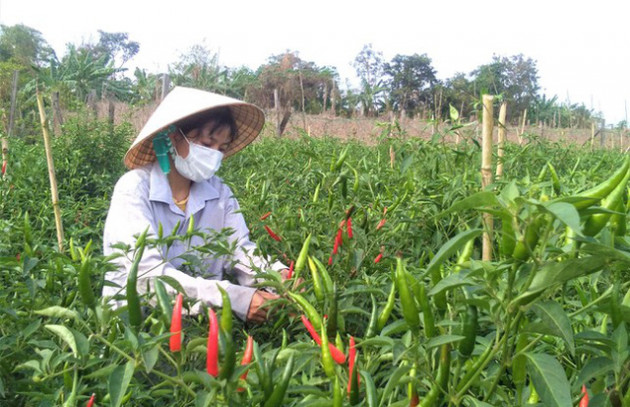  Lỗ một tỉ ngay lần đầu khởi nghiệp, cô gái 9x vùng biên kiên trì trồng ớt xuất khẩu - Ảnh 1.