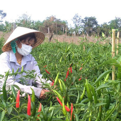 Lỗ một tỉ ngay lần đầu khởi nghiệp, cô gái 9x vùng biên kiên trì trồng ớt xuất khẩu