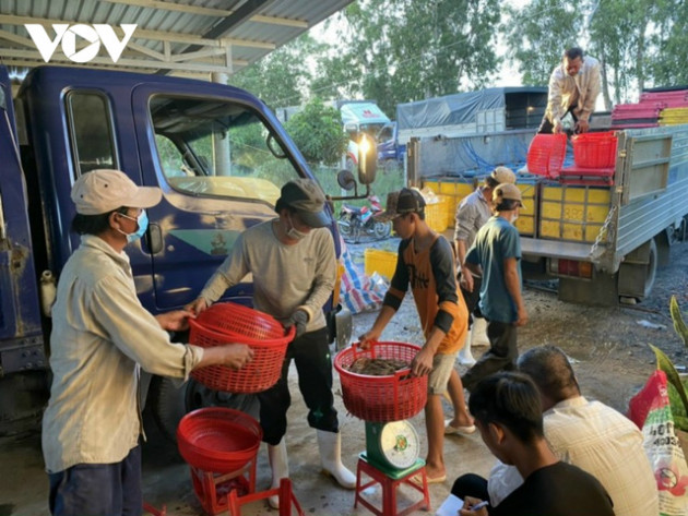 Lo ngại dịch Covid-19 bùng phát, ngư dân Tiền Giang thu hoạch tôm ồ ạt, “cung vượt cầu - Ảnh 3.