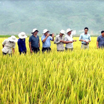 Lộc Trời (LTG): Dịch virus Corona sẽ tác động tiềm tàng đến hoạt động nhập khẩu và nguồn cung, song ngắn hạn đã chuẩn bị được hàng tồn từ quý 4