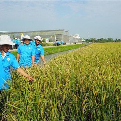 Lộc Trời (LTG): Doanh thu và lợi nhuận đi ngang trong quý 1