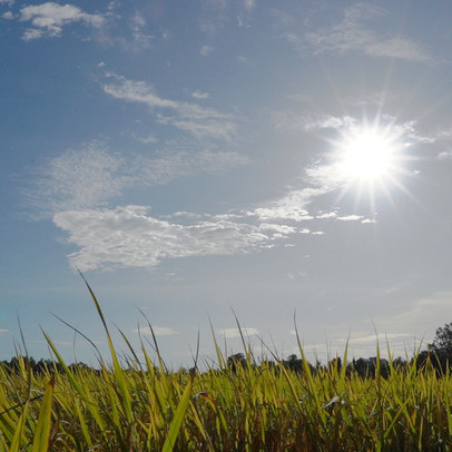 Lối đi nào cho ngành sản xuất lúa gạo Việt Nam?