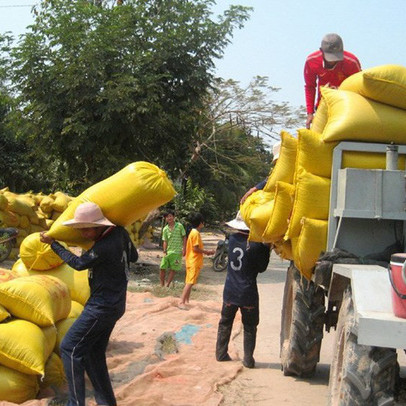 Lúa hè thu 2019: Lại loay hoay “rớt giá, khó bán”