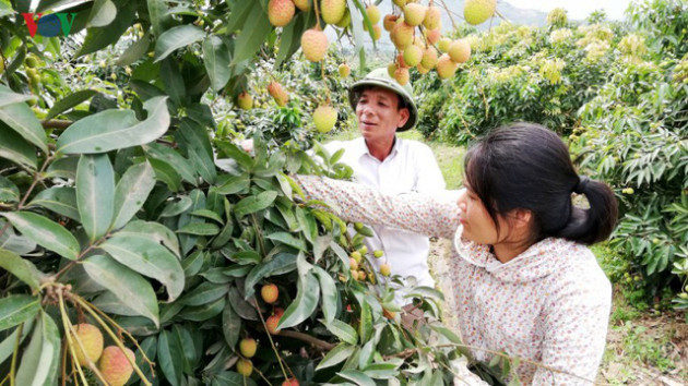 Lục Ngạn chuẩn bị vào vụ vải thiều sớm - Ảnh 2.