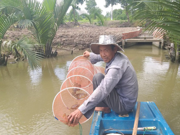 Lý do giá cua biển Cà Mau nhảy vọt trong mấy ngày qua - Ảnh 2.