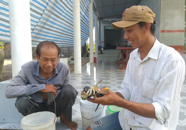 Lý do giá cua biển Cà Mau nhảy vọt trong mấy ngày qua - Ảnh 4.