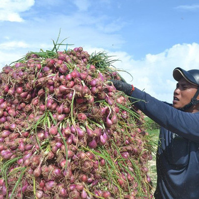 Lý Sơn được mùa hành nhưng giá lại giảm mạnh