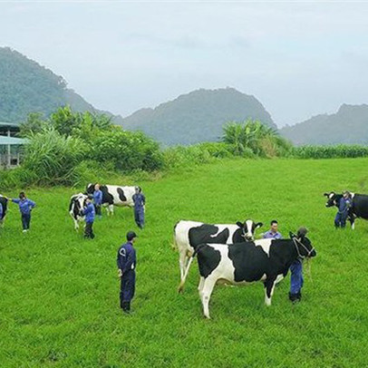 Mạnh tay xử lý hàng nghìn tỷ phải thu, đầu tư ngoài ngành trước khi bàn giao cho Vinamilk, GTNfoods báo lỗ 58 tỷ đồng quý 4