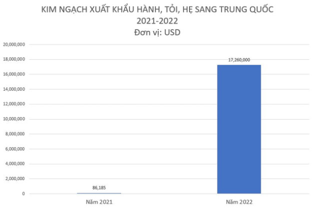 Mặt hàng này của Việt Nam được Trung Quốc ráo riết “săn lùng”, xuất khẩu tăng đột biến 20.000% trong năm 2022 - Ảnh 2.