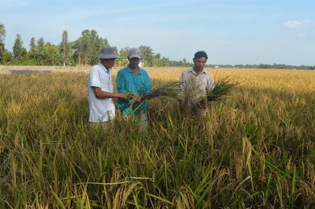 Mất mùa lúa lai, nhiều nông dân thua đau đúng lúc giá lúa đang cao