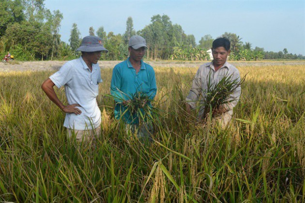 Mất mùa lúa lai, nhiều nông dân thua đau đúng lúc giá lúa đang cao - Ảnh 2.