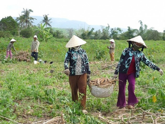 Mì đổ ngã sau bão vẫn đắt hàng - Ảnh 1.