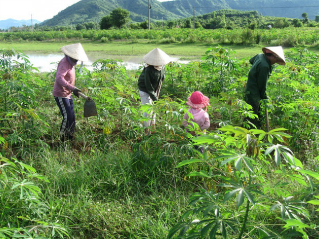 Mì đổ ngã sau bão vẫn đắt hàng - Ảnh 2.