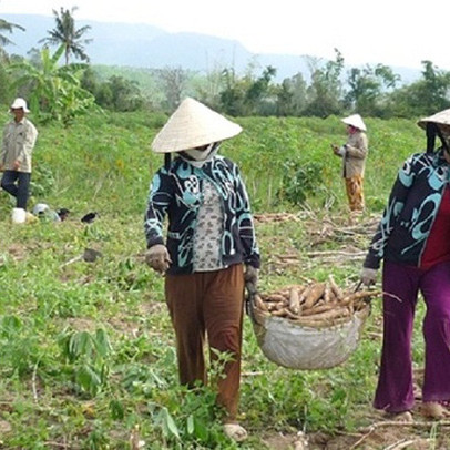 Mì đổ ngã sau bão vẫn đắt hàng