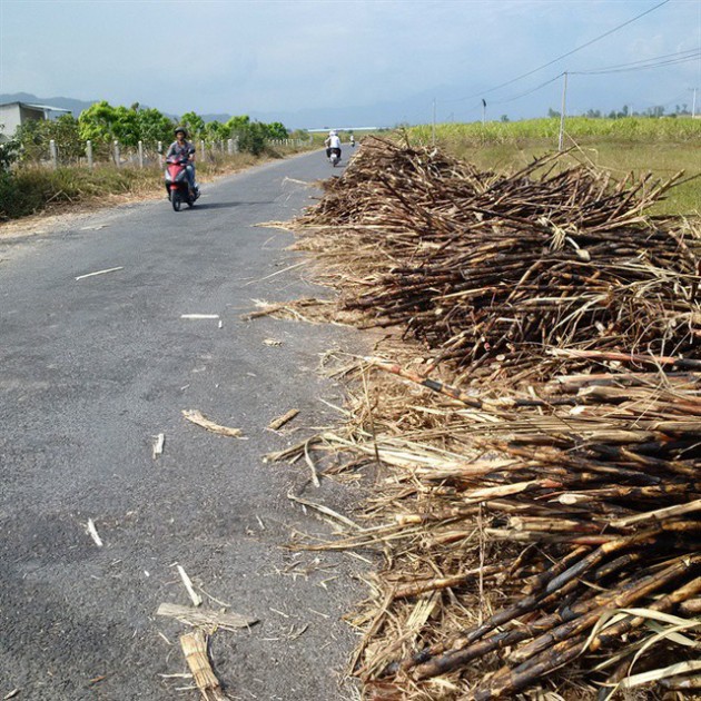 Mía cháy, dân bán tháo cắt lỗ - Ảnh 1.