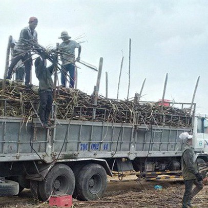 Mía cháy, dân bán tháo cắt lỗ