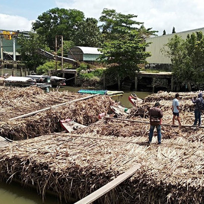 Mía đường ĐBSCL bước vào niên vụ mới: Chưa vào vụ đã lo chuyện “giải cứu”