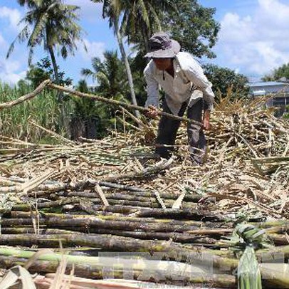 Mía đường trước áp lực khủng hoảng 'thừa mà thiếu'