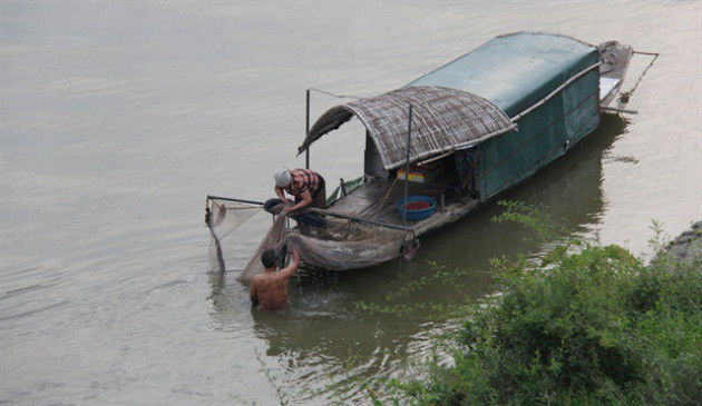 Mối nguy từ cá dọn bể - Ảnh 1.