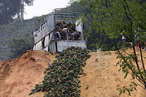 Một cân dứa bằng cốc trà đá: Thua canh bạc "xuất sang Trung Quốc"