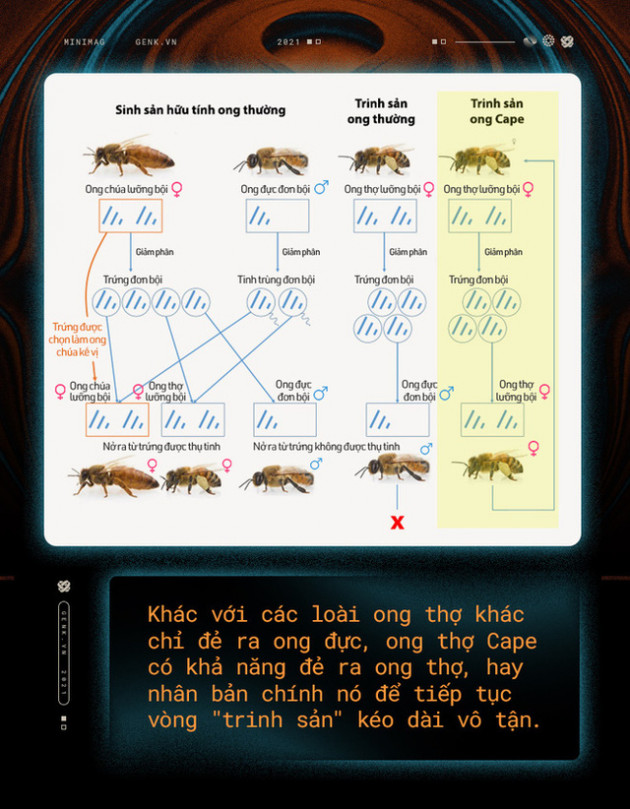 Một con ong ở Châu Phi đã tự nhân bản nó hàng triệu lần kể từ năm 1990 tới nay và tạo ra một đội quân clone bất tử - Ảnh 6.