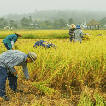 “Một nền nông nghiệp mù mờ sẽ dẫn đến hệ quả phải giải cứu”