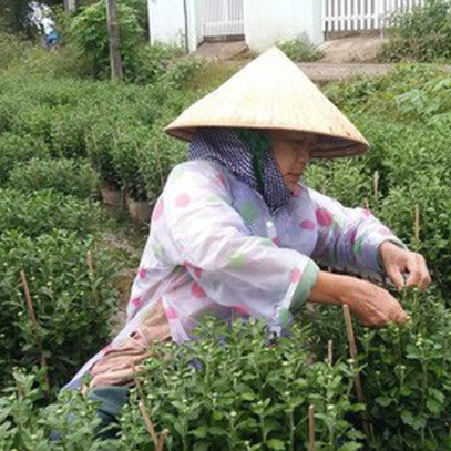 Mưa bão, làng hoa Tết ở Tiền Giang và Bến Tre điêu đứng