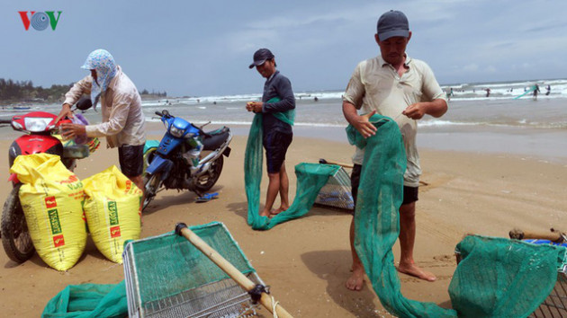 Mùa chằng chằng giúp người dân Bình Thuận kiếm tiền triệu mỗi ngày - Ảnh 12.