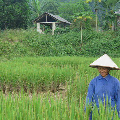 Mua giống trôi nổi ngoài thị trường, dân lĩnh hậu quả