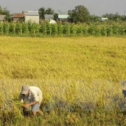 Mua trúng giống lúa "đểu", hơn 100 hộ nông dân Tây Ninh trắng tay