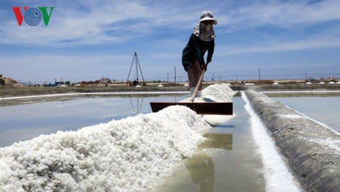 Muối trúng mùa trúng giá, diêm dân Ninh Thuận bội thu