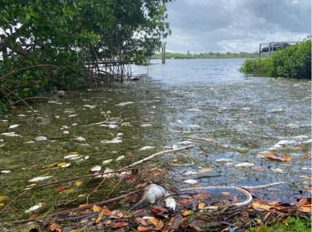 Mỹ: Thủy triều đỏ dữ dội làm chết 600 tấn cá ở bang Florida - Ảnh 1.