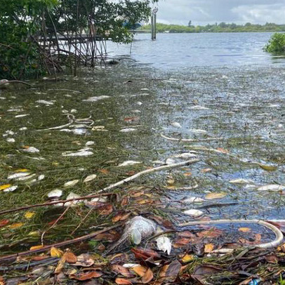 Mỹ: "Thủy triều đỏ" dữ dội làm chết 600 tấn cá ở bang Florida