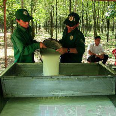 Năm 2019, giá cao su vẫn biến động khó lường