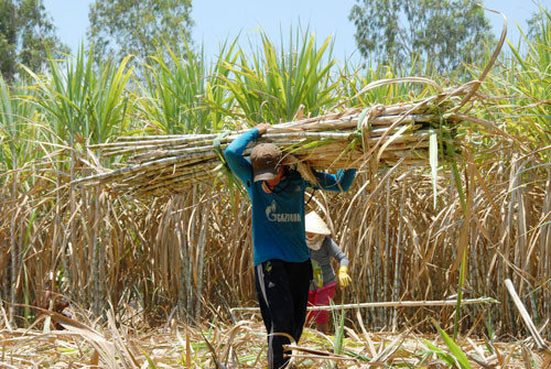 Nan giải chống lẩn tránh thuế