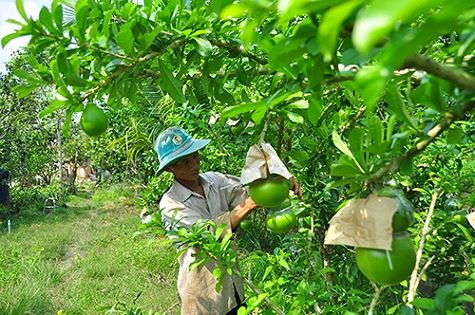 Ngắm vườn đào tiên trăm triệu của lão nông Hậu Giang - Ảnh 2.