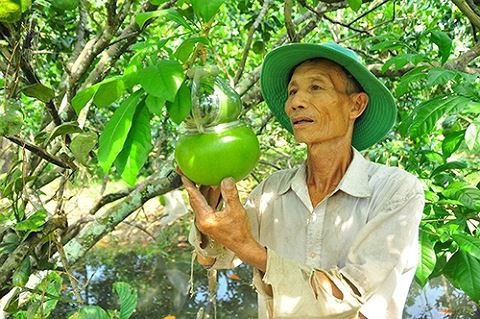 Ngắm vườn đào tiên trăm triệu của lão nông Hậu Giang - Ảnh 5.