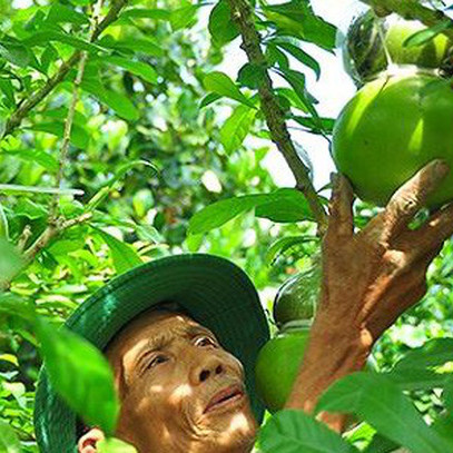 Ngắm vườn đào tiên trăm triệu của lão nông Hậu Giang