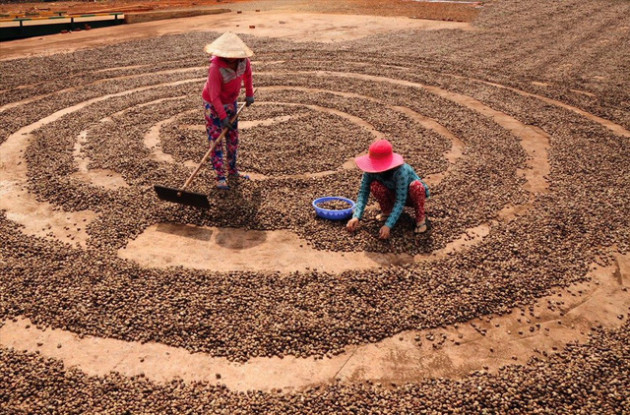 Ngành điều chới với, vì… con mọt cứng đốt - Ảnh 2.