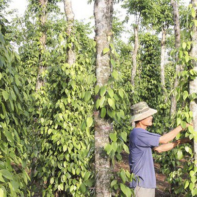 Ngành hồ tiêu trước "cơn bão" rớt giá