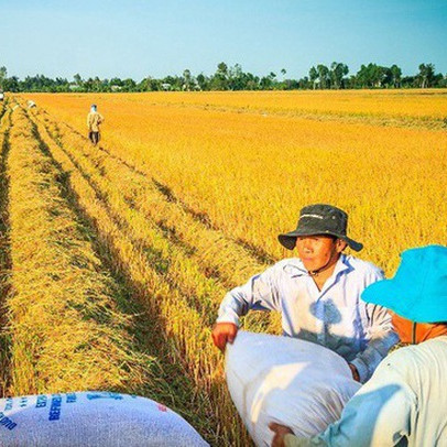 Ngành lúa gạo liên tục đón tin vui: Nhìn lại nội lực của doanh nghiệp Việt trước thềm phát triển mới