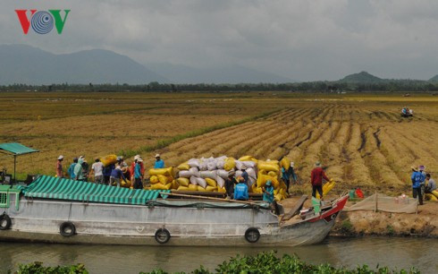 Ngành lúa gạo phải thoát khỏi “tư duy mùa vụ và thương vụ” - Ảnh 2.