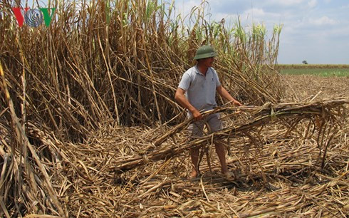 Ngành mía đường Đăk Lăk sẽ về đâu?