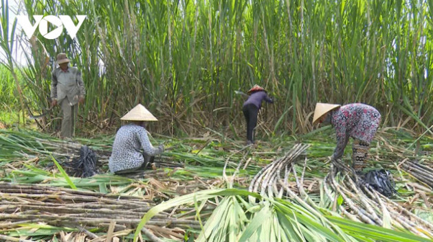 Ngành mía đường đang chịu “cú đấm kép” từ dịch Covid-19 và ATIGA - Ảnh 1.