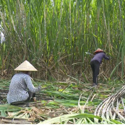 Ngành mía đường đang chịu “cú đấm kép” từ dịch Covid-19 và ATIGA