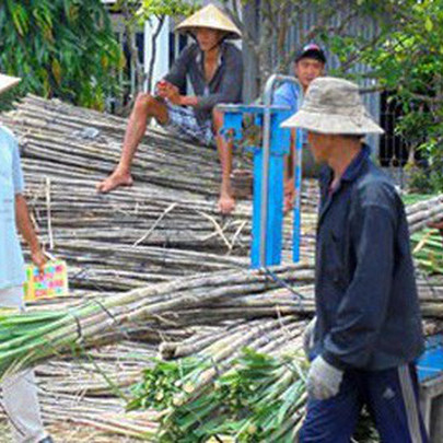 Ngành mía đường trong nước đang hết sức bi đát?