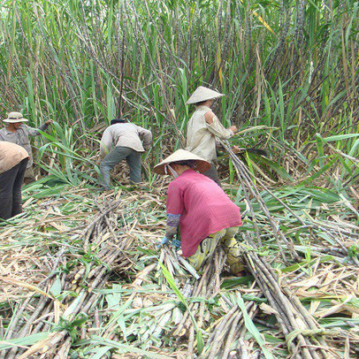 Ngành mía đường trước những cơ hội cạnh tranh bình đẳng